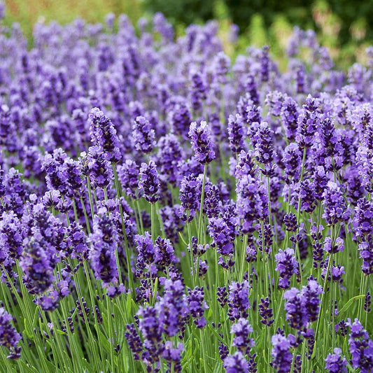 有機法國真正薰衣草精油 Lavender Fine 10ml