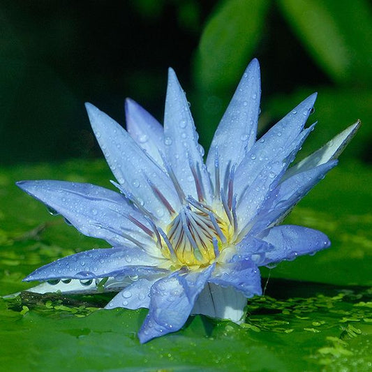 有機藍蓮花原精 Blue Lotus 2.5ml