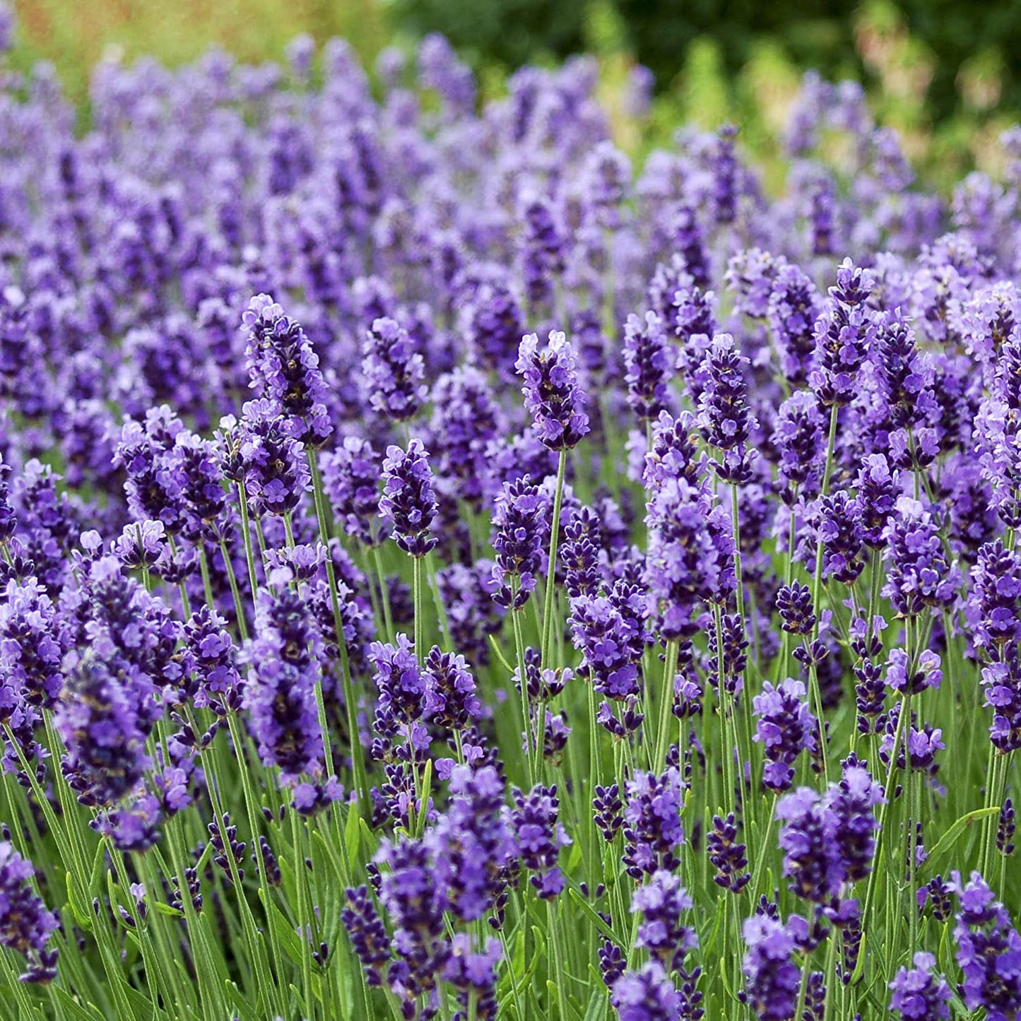 有機法國真正薰衣草精油 Lavender Fine 10ml