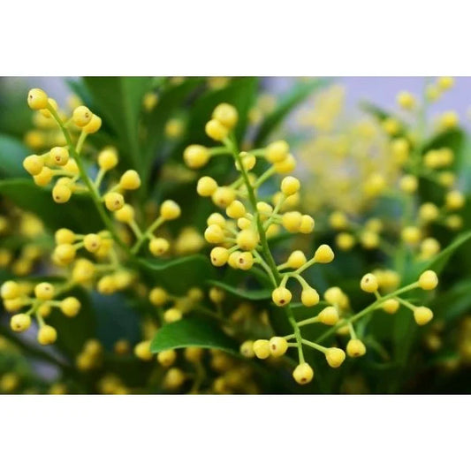 有機米仔蘭原精 Aglaia 2.5ml