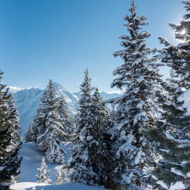 有機加拿大香脂冷杉 Balsam Fir 10ml