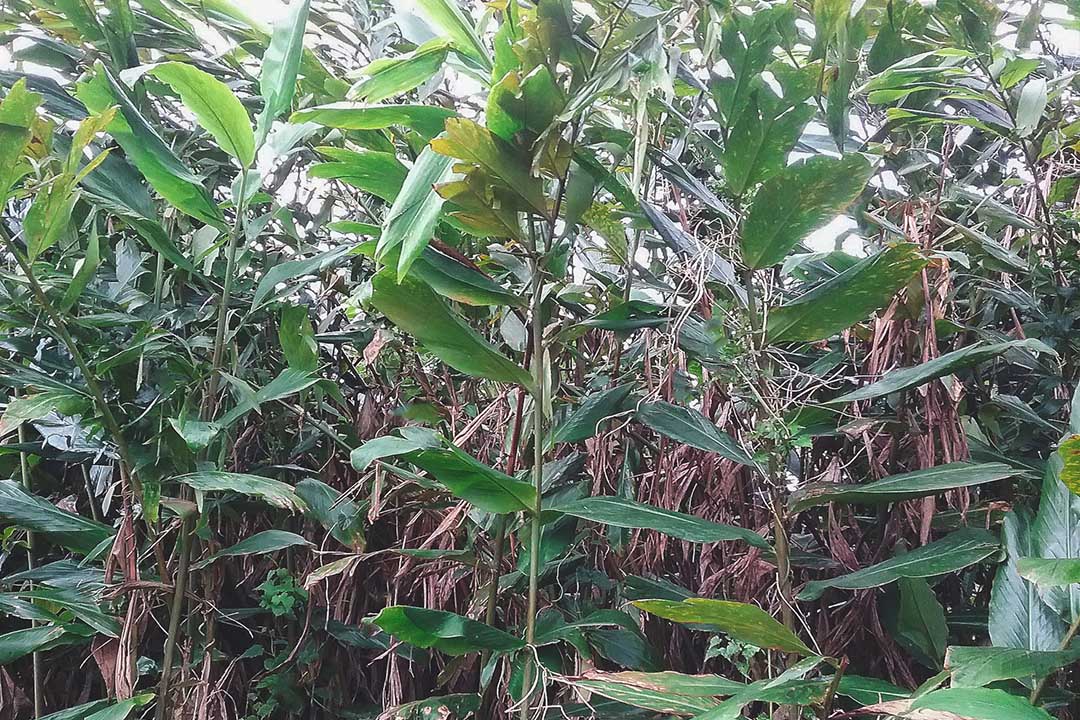 有機野生馬達加斯加煥顏草精油 Organic Wild Madagascar Longoza 2ml