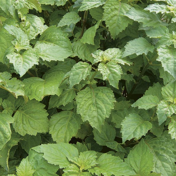 [預購] 有機廣藿香精油 Patchouli 5ml