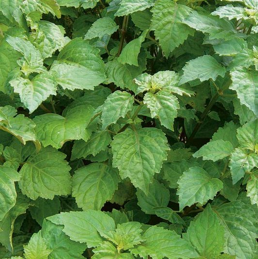 有機廣藿香精油 Patchouli 5ml