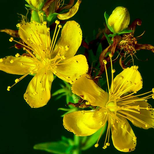 有機野生聖約翰草精油 Organic Wild St. John's Wort Essential Oil 1ml