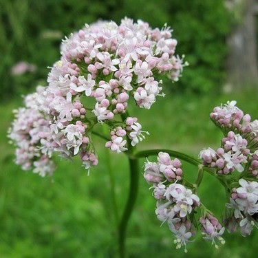 有機纈草精油 Valerian 5ml