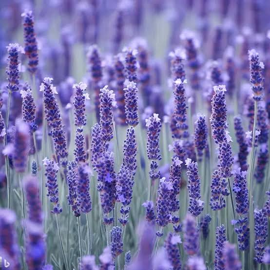 [預購] 有機法國薰衣草花水 Lavender 100ml