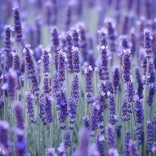 [周年慶低至3折] 有機法國薰衣草純露 Lavender 100ml