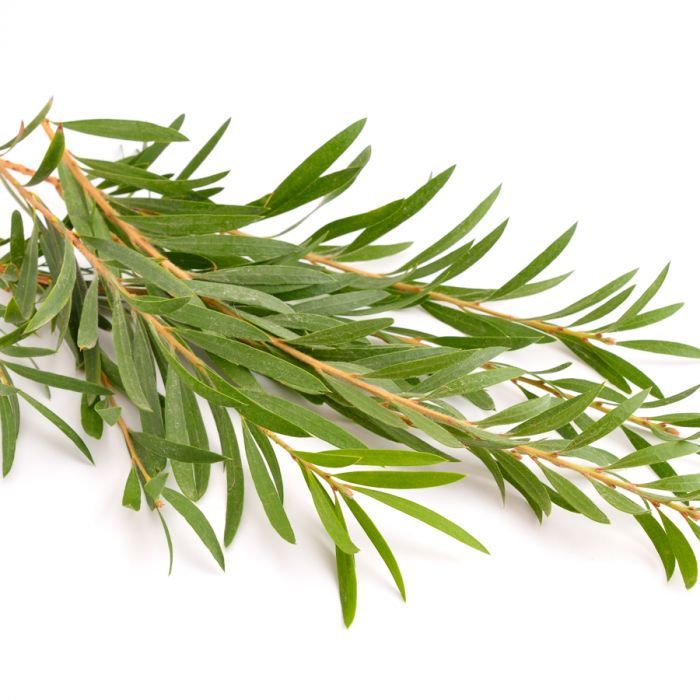 [預購] 有機茶樹精油 Tea Tree 10ml