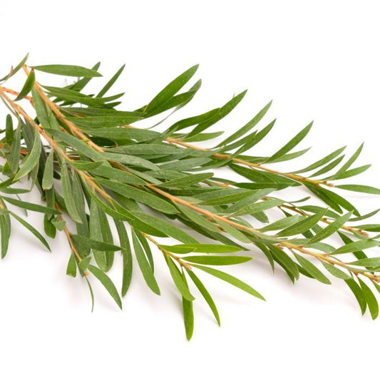 [周年慶低至3折] 有機茶樹精油 Tea Tree 10ml